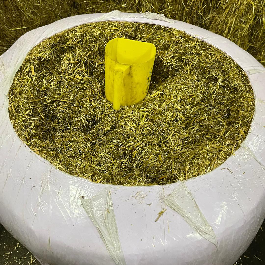 Lucern - per kilo - Bild 2