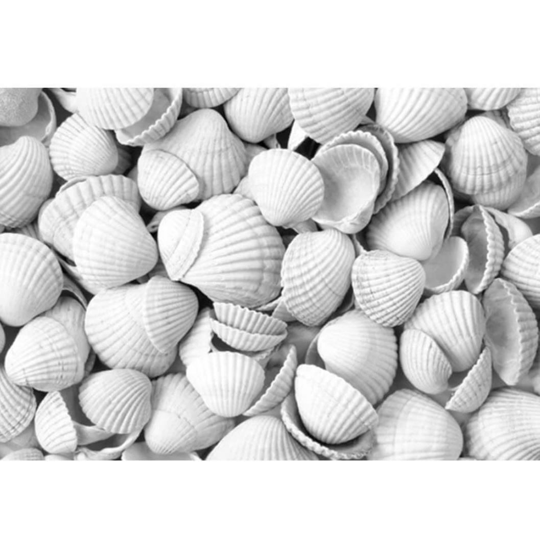 DanShells Musselskal - 15kg - Bild 2